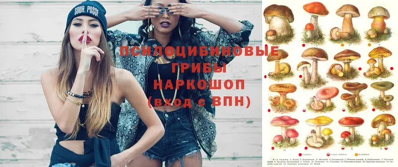 Псилоцибиновые грибы Psilocybe  Нарткала 